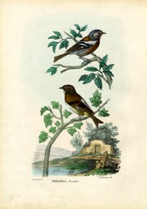 Chaffinch, 1863-79